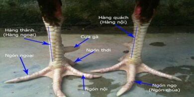 Cách coi chân gà đá dựa vào cấu tạo chân